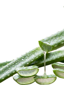 Fresh aloe vera leaves with dripping gel
